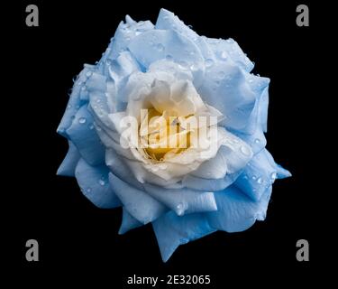 White Rose with Raindrops on Black Background Stock Photo