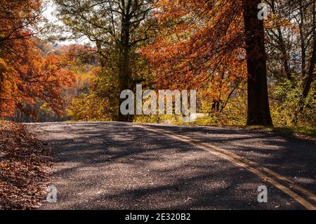 Winding road in the forest during fall. Fall leaf color is a phenomenon that affects the normal green leaves of many deciduous trees and shrubs by whi Stock Photo