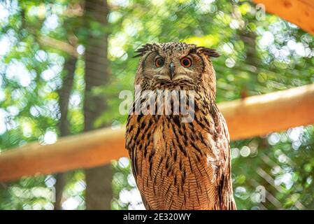 Owl on a branch in the forest