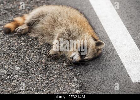A dead raccoon lying by the side of the road. There is dried blood under his face. Stock Photo