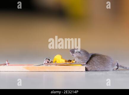 A dead gray mouse in a mousetrap. The view is from the side at the floor level. There is a drop of blood on his nose. Stock Photo