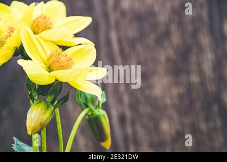 Yellow dahlia flowers on wooden table Stock Photo