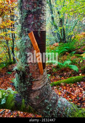 Abedul, Bosque Atlántico, Reserva Integral de Muniellos, Asturias Stock Photo