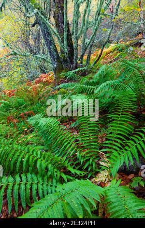 Helechos, Bosque Atlántico, Reserva Integral de Muniellos, Asturias Stock Photo