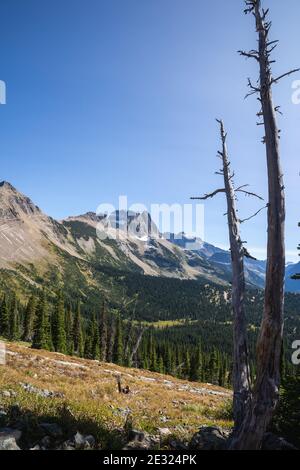 The Garden Wall Mountains with a Dead Tree from Granite Park Chalet in the Backcountry of Glacier National Park Stock Photo