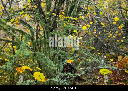 Bosque Atlántico, Reserva Integral de Muniellos, Asturias Stock Photo