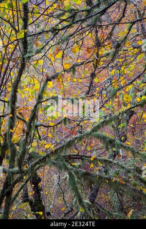 Bosque Atlántico, Reserva Integral de Muniellos, Asturias Stock Photo