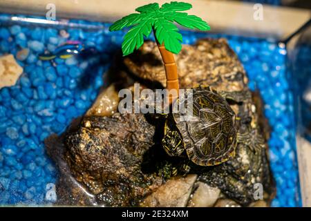 Mississippi Turtles or map turtle in little rock Island with plastic palm tree Stock Photo