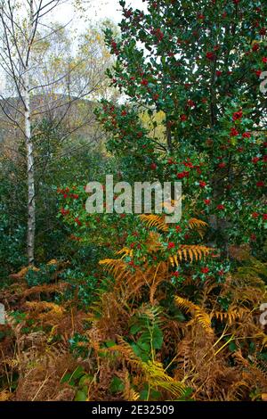 Acebo, Bosque Atlántico, Reserva Integral de Muniellos, Asturias Stock Photo