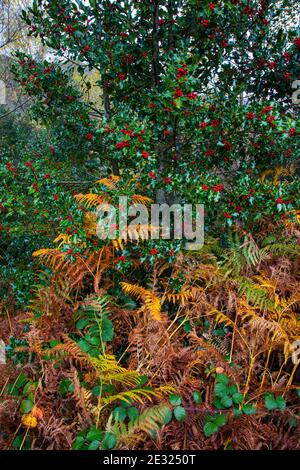 Acebo, Bosque Atlántico, Reserva Integral de Muniellos, Asturias Stock Photo