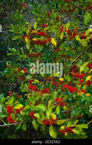 Acebo, Bosque Atlántico, Reserva Integral de Muniellos, Asturias Stock Photo