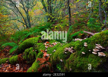 Bosque Atlántico, Reserva Integral de Muniellos, Asturias Stock Photo