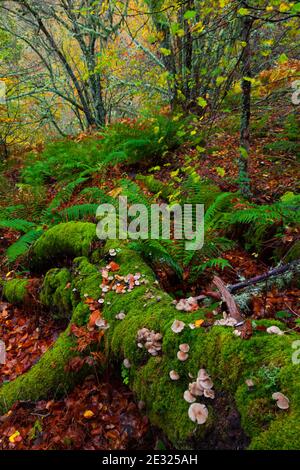 Bosque Atlántico, Reserva Integral de Muniellos, Asturias Stock Photo