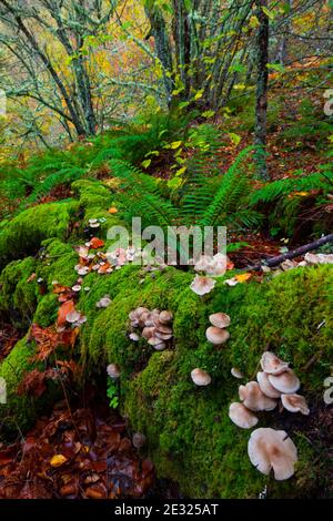 Bosque Atlántico, Reserva Integral de Muniellos, Asturias Stock Photo