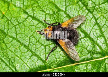 An adult giant tachinid fly (Tachina grossa) at rest on a leaf in a ...