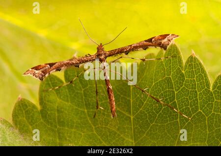 An adult plume moth (Amblyptilia acanthadactyla) at rest on a leaf in a garden in Sowerby, North Yorkshire. August. Stock Photo