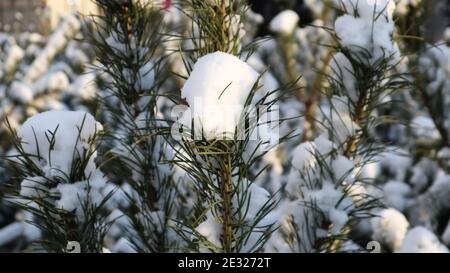 Close-up of a Christmas tree with light snow flakes. The branches of the Christmas tree are covered with snow, natural spruce. Winter background. Stock Photo
