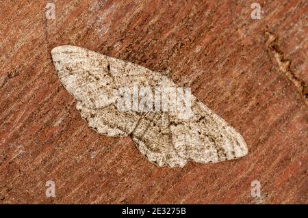 An adult willow beauty moth (Peribatodes rhomboidaria) at rest on a log in a garden in Sowerby, North Yorkshire. August. Stock Photo