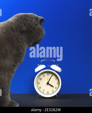 Cat is looking at clock, alarm clock, animal scottish fold studio photo on blue background Stock Photo