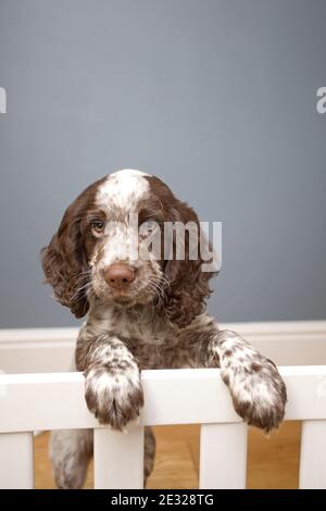 Field Spaniel puppy leaning on safetygate. England Stock Photo