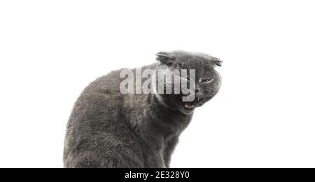 Cat is funny yawning, meme animal isolated on a white background, scottish fold copy space photo Stock Photo