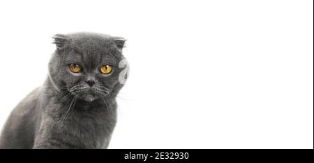 Cute scottish fold animal cat studiopotrait on a isolated white background, banner with copy space, place for your text photo Stock Photo