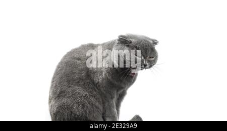 Cat is funny yawning, meme animal isolated on a white background, scottish fold copy space photo Stock Photo