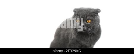 Unhappy scared cat studio photo, concept, scottish fold portrait on a white isolated background with copy space photo Stock Photo
