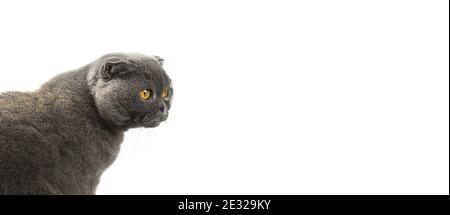 Cat is peeking out on white isolated backgroud, scottish fold banner and copy space photo Stock Photo