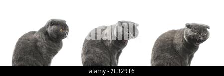 Cat is yawning collage, series studio photo shoot, process of opening mouth, scottish fold banner on a white isolated background photo Stock Photo