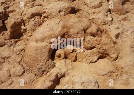 Large prehistoric fossil in the cliff walls of th Negev desert, Israel Stock Photo