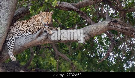 Male Leopard resting in a tree in Kruger National Park, South Africa Stock Photo