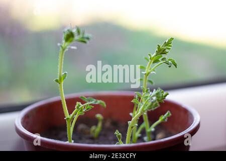 Chickpea sprouts in a pot. Growing plants at home. Stock Photo