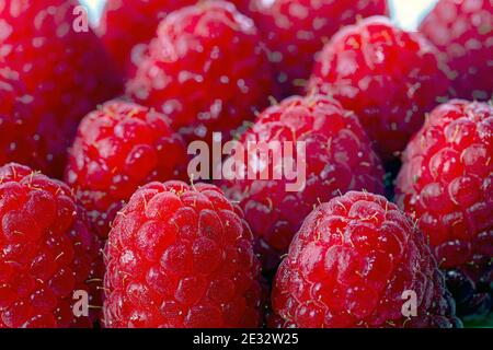 raspberry is the edible fruit of a multitude of plant species in the genus Rubus of the rose family. Stock Photo