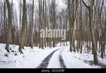 Track in beech forest during snowy winter. Stock Photo