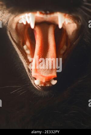 Close-up of an aggressive black cat with open mouth, tongue and teeth. Wild and mad cat concept. Stock Photo