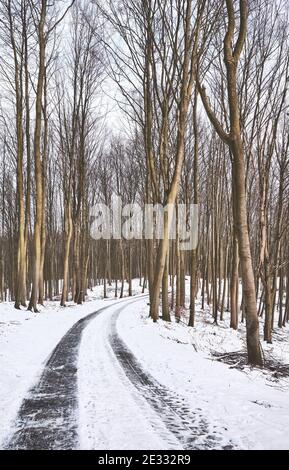 Track in beech forest during snowy winter. Stock Photo