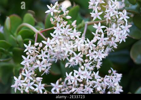 Jade Plant Flowers Stock Photo Alamy