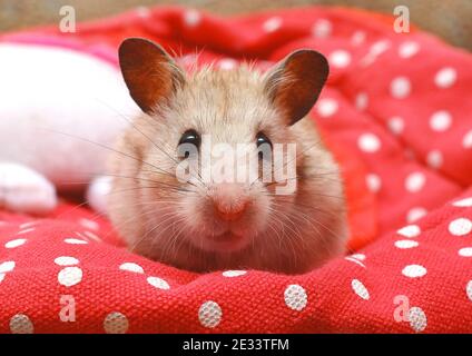 Hamster on a background of red and white polka dot texture. Stock Photo