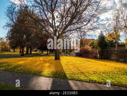 The same Ginkgo biloba tree photographed within a less-than 24 hour time period. One shows tree surrounded by a golden circle, the other by snow. Stock Photo