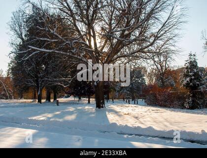 The same Ginkgo biloba tree photographed within a less-than 24 hour time period. One shows tree surrounded by a golden circle, the other by snow. Stock Photo