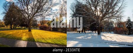 The same Ginkgo biloba tree photographed within a less-than 24 hour time period. One shows tree surrounded by a golden circle, the other by snow. Stock Photo