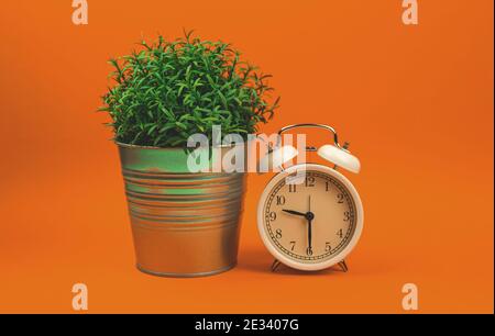 Pop art styled photo alarm clock with house plant on bright vibrant orange background photo Stock Photo