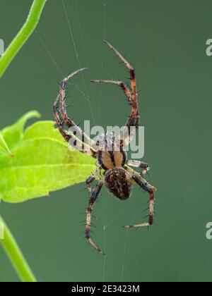 Vertical image of a small, nicely marked male orbweaver spider, resting on its web. Boundary Bay saltmarsh, Ladner, Delta, British Columbia, Canada Stock Photo