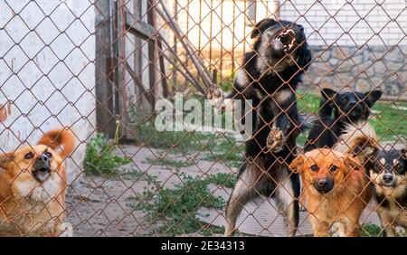 Pack of dogs barking ferociously looking through the netting outside Stock Photo