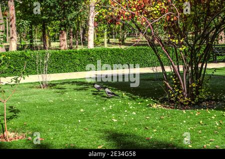 A path with a fence of boxwood bushes in the park of the Botanical Garden in the suburbs of Tehran on an autumn sunny day Stock Photo