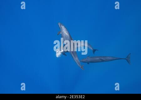 pseudorcas, or false killer whales, Pseudorca crassidens, feeding together on a large, freshly caught, yellowfin tuna, off the Kona Coast, Hawaii, USA Stock Photo