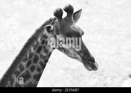 A close-up image in black and white of an adult giraffe's head, blurred background Stock Photo