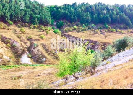 Coniferous forest growing on the hill . Evergreen woodland . Wonderful scenery with canyon Stock Photo
