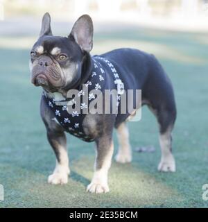 Lilac Brown Frenchie Standing and Looking Away Stock Photo